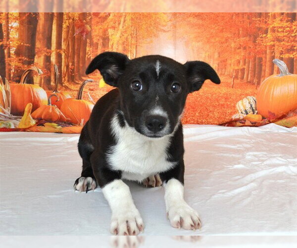 Medium Photo #1 Border Collie-Unknown Mix Puppy For Sale in Oroville, CA, USA