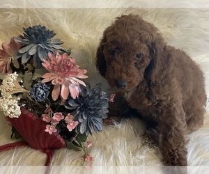Poodle (Miniature) Puppy for sale in LEBANON, MO, USA