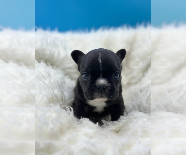 Medium Photo #4 French Bulldog Puppy For Sale in WAXHAW, NC, USA