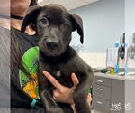 Small #1 Labrador Retriever Mix