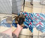 Small #1 Mutt