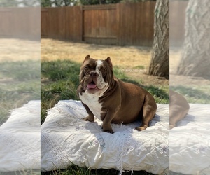 American Bully Puppy for sale in VACAVILLE, CA, USA
