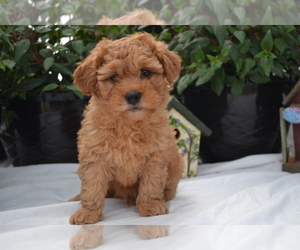 Medium Cavapoo (Miniature)-Poodle (Toy) Mix