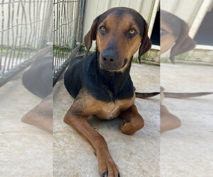 Georgia - Female Black and Tan Coonhound-Labrador Retriever Mix Dog for Adoption - Photo #4