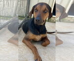 Small Photo #4 Black and Tan Coonhound-Labrador Retriever Mix Puppy For Sale in Brewster, NY, USA