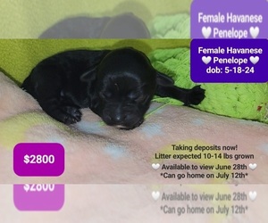 Havanese Puppy for Sale in TUCSON, Arizona USA