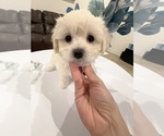 Puppy Toy Maltipoo 2 Maltipoo