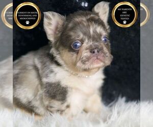 French Bulldog Puppy for Sale in WARSAW, Indiana USA