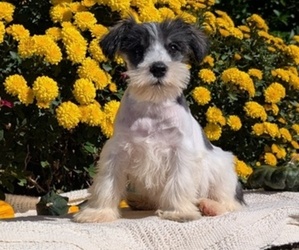 Medium Schnauzer (Miniature)