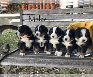 Bernese Mountain Dog Puppy for sale in BONNERS FERRY, ID, USA