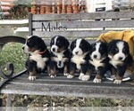 Small Photo #1 Bernese Mountain Dog Puppy For Sale in BONNERS FERRY, ID, USA