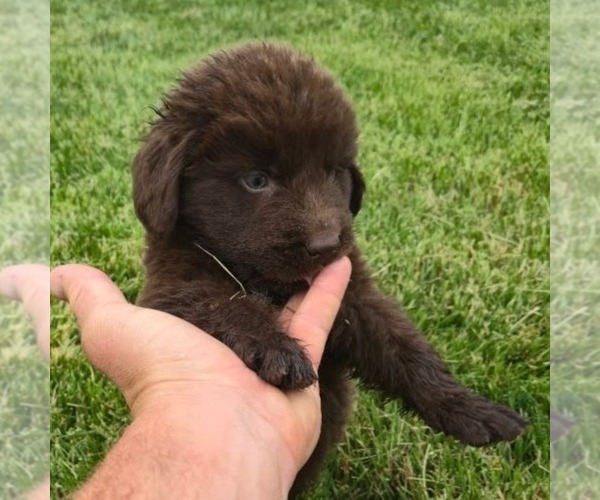 Medium Photo #5 Newfoundland Puppy For Sale in NEW HOLLAND, PA, USA