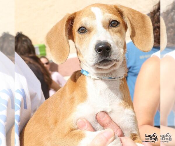 Medium Photo #2 Mutt Puppy For Sale in Washington, DC, USA