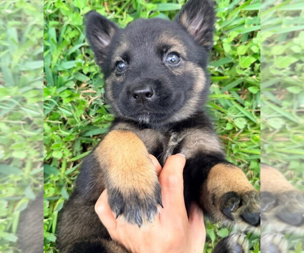 Medium Photo #3 German Shepherd Dog-Unknown Mix Puppy For Sale in Brewster, NY, USA