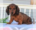 Small Photo #2 Dachshund Puppy For Sale in GAP, PA, USA