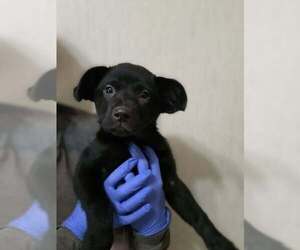 Labrador Retriever-Unknown Mix Dogs for adoption in New York, NY, USA
