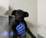 Small Labrador Retriever Mix