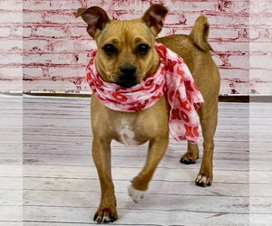 Chihuahua-Unknown Mix Dogs for adoption in Cranford, NJ, USA