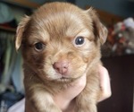 Puppy Puppy 3 Chihuahua