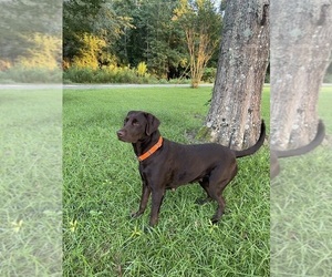 Mother of the Labrador Retriever puppies born on 04/14/2025