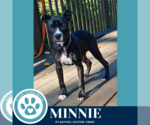 Small #8 American Pit Bull Terrier Mix