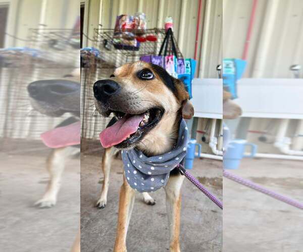 Medium Photo #2 Mutt Puppy For Sale in Abbeville, LA, USA