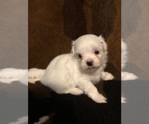 Maltese Puppy for sale in ASHEVILLE, NC, USA
