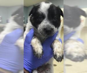 Mutt Dogs for adoption in Riverside, CA, USA