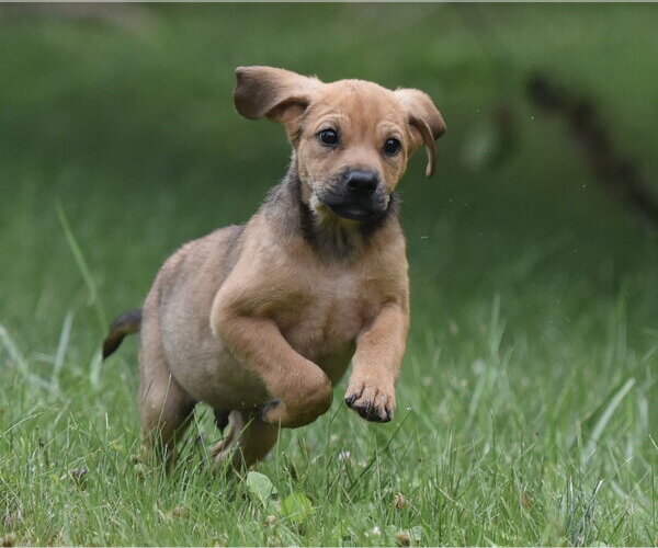 Medium Photo #5 Retriever -Unknown Mix Puppy For Sale in Mechanicsburg, PA, USA