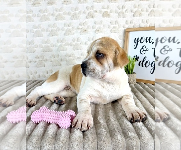 Medium Photo #5 Cocker-Pei Puppy For Sale in GREENFIELD, IN, USA