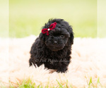 Small #3 Goldendoodle (Miniature)