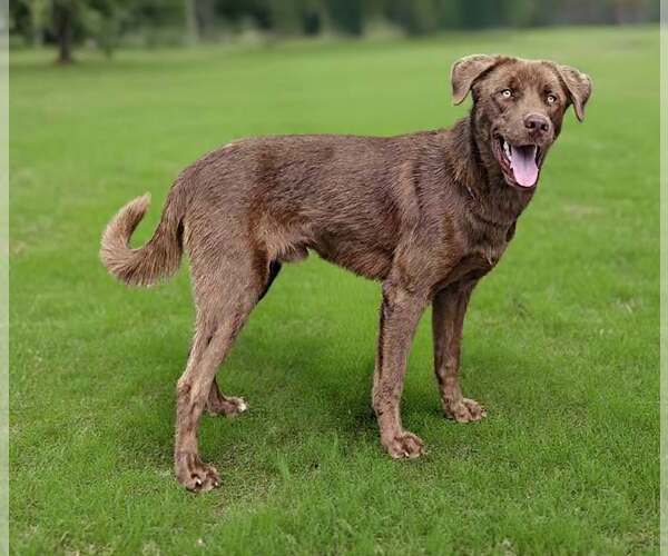 Medium Photo #7 Labrador Retriever-Unknown Mix Puppy For Sale in Talladega, AL, USA