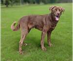 Small #6 Labrador Retriever Mix