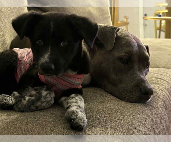 Medium Photo #2 Mutt Puppy For Sale in Springdale, PA, USA