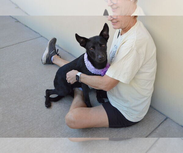 Medium Photo #2 Mutt Puppy For Sale in McKinney, TX, USA