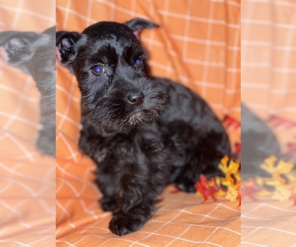 Medium Photo #6 Schnauzer (Miniature) Puppy For Sale in WEST BRANCH, IA, USA
