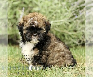 ShihPoo Puppy for sale in GORDONVILLE, PA, USA