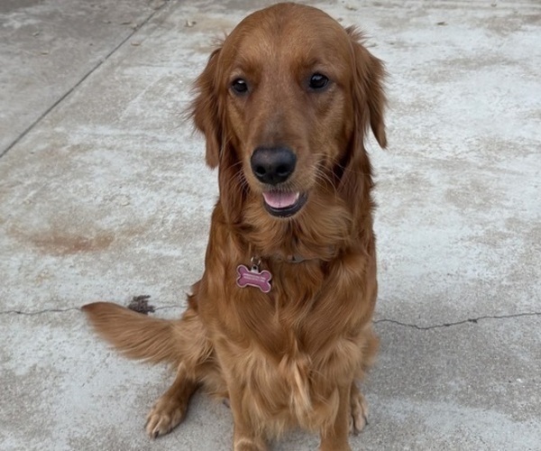 Medium Photo #1 Golden Retriever Puppy For Sale in PINE VALLEY, CA, USA