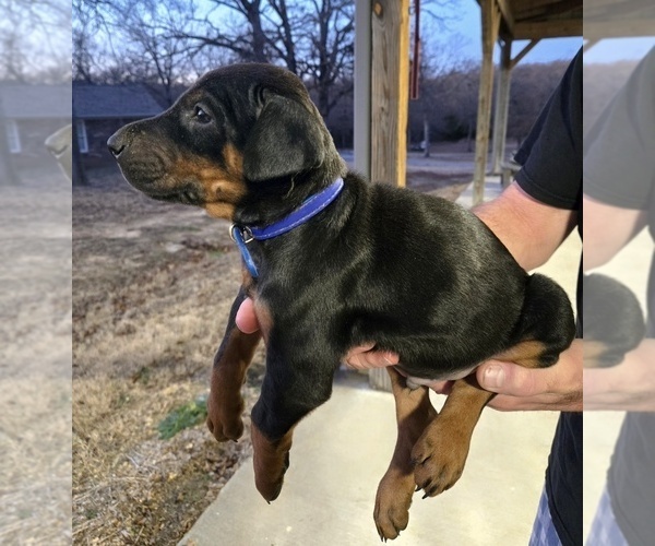 Medium Photo #14 Doberman Pinscher Puppy For Sale in BEGGS, OK, USA