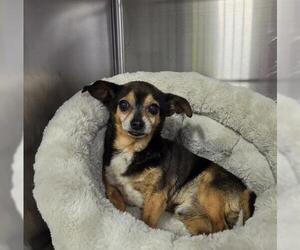 Chihuahua Dogs for adoption in Bakersfield, CA, USA