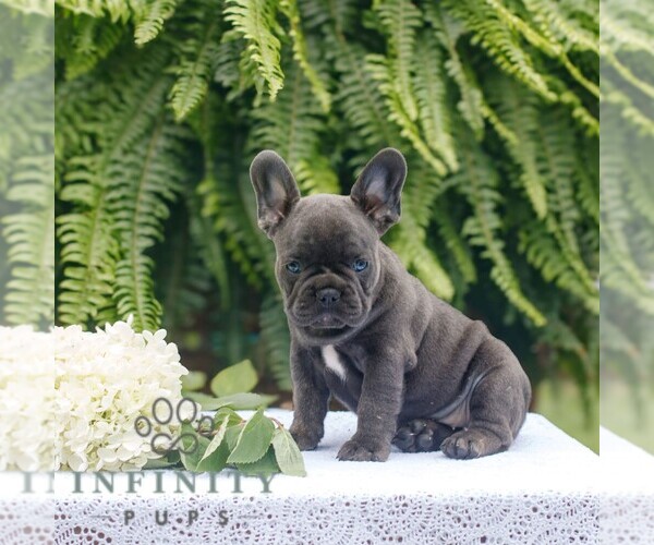 Medium Photo #3 French Bulldog Puppy For Sale in NARVON, PA, USA
