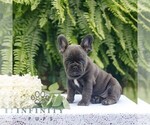 Small #2 French Bulldog