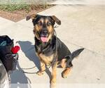 Small #1 German Shepherd Dog