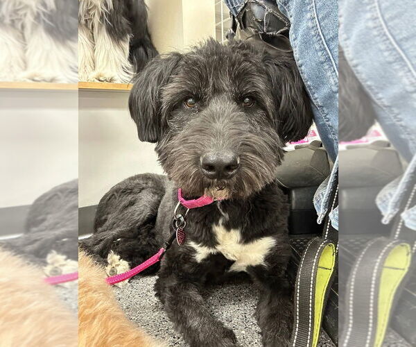 Medium Photo #25 Mutt Puppy For Sale in New York, NY, USA