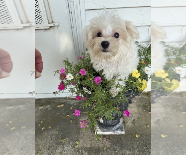 Medium Photo #15 Maltese Puppy For Sale in FREDONIA, KS, USA