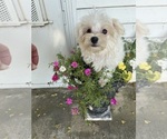 Small #14 Maltese
