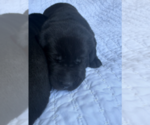 Small #7 Labrador Retriever