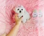 Puppy Puppy 5 Maltese