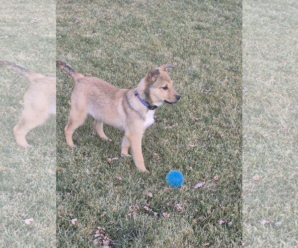 Medium Photo #5 Mutt Puppy For Sale in Sandy, UT, USA