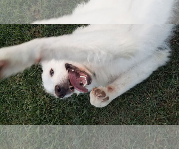 Medium Photo #31 Great Pyrenees Puppy For Sale in Houston, TX, USA